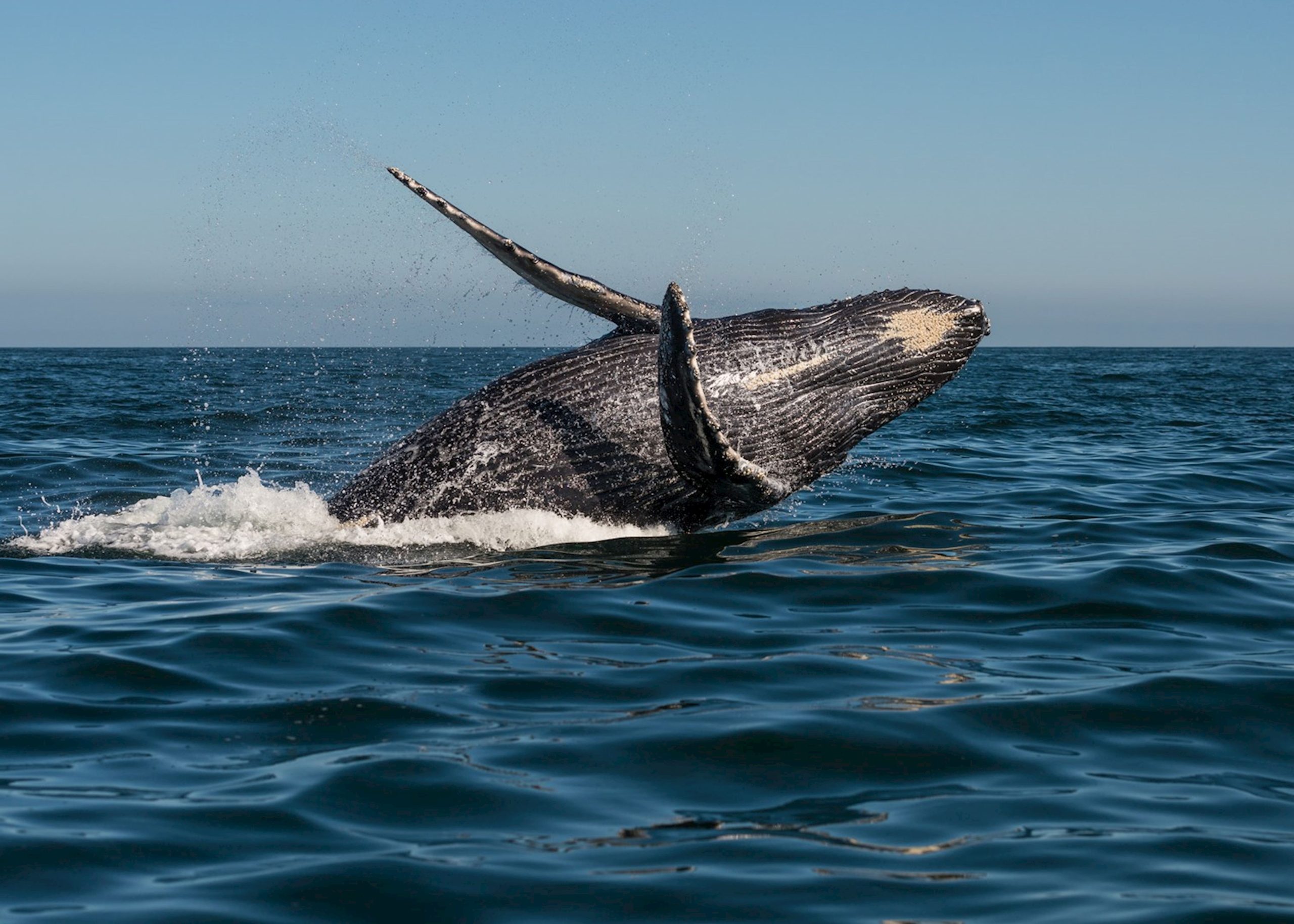 1337008-a-humpback-whale-hermanus