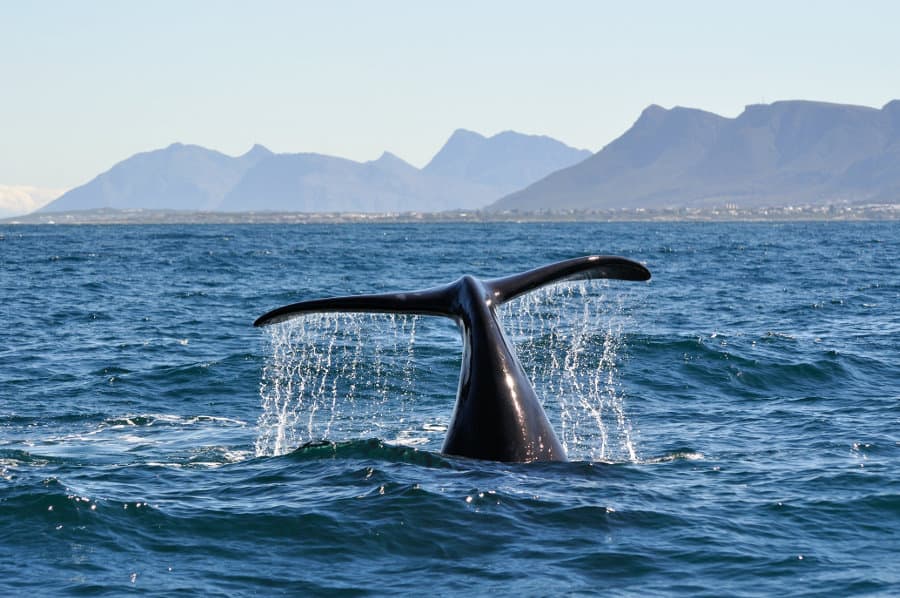 whale-fluking-Hermanus